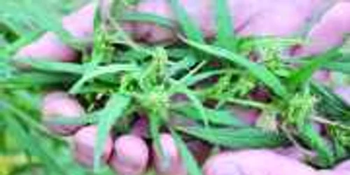 Tinerii au cules peste un kilogram de canabis de pe marginea drumului