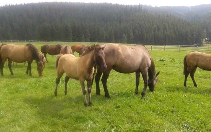 Herghelia Lucina, din inima Bucovinei. FOTO: Facebook