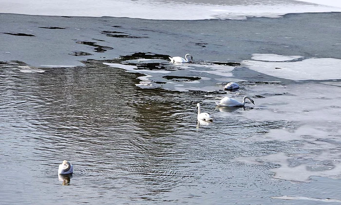 Lebede albe pot fi văzute și pe lacul Tei
