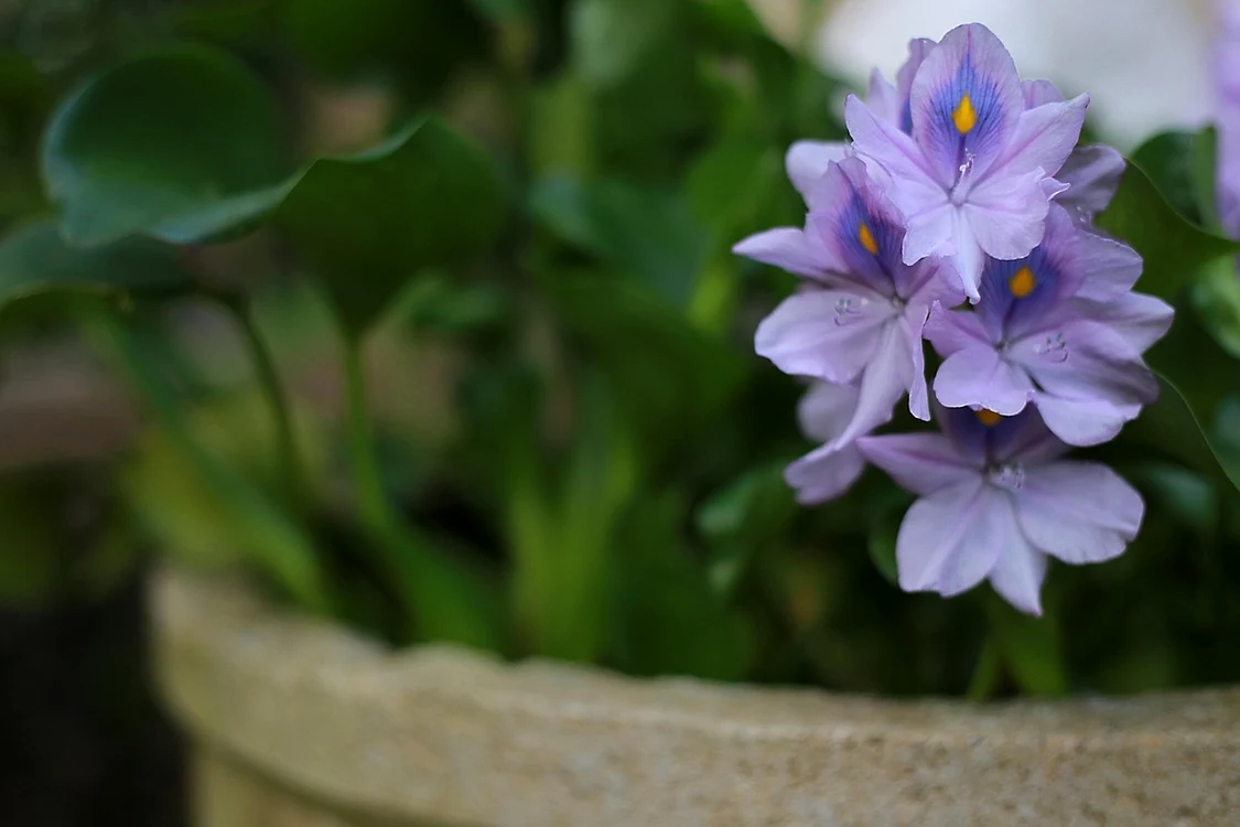 Floare în ghiveci - Foto: Pixabay
