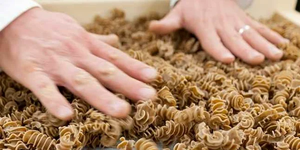 paste cu insecte