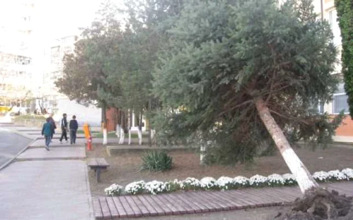 Brad smuls de vânt (2)