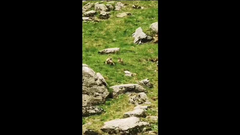 Trei marmote filmate cum stau cu burta la soare și se joacă în iarbă VIDEO