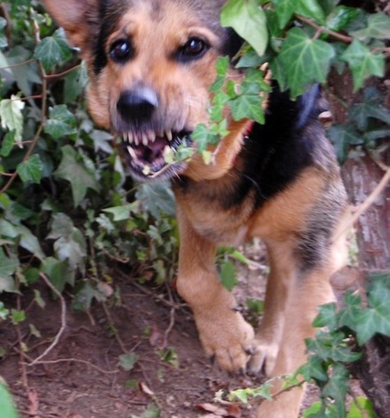 Alertă în Botoşani după ce un câine turbat a muşcat două persoane