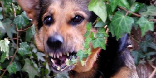 caine turbat Foto veterinara ro jpg