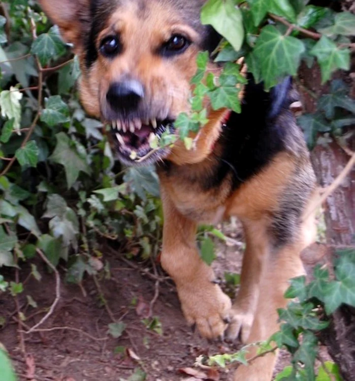Analizele au confirmat luni că animalul are rabie. Foto veterinara.ro
