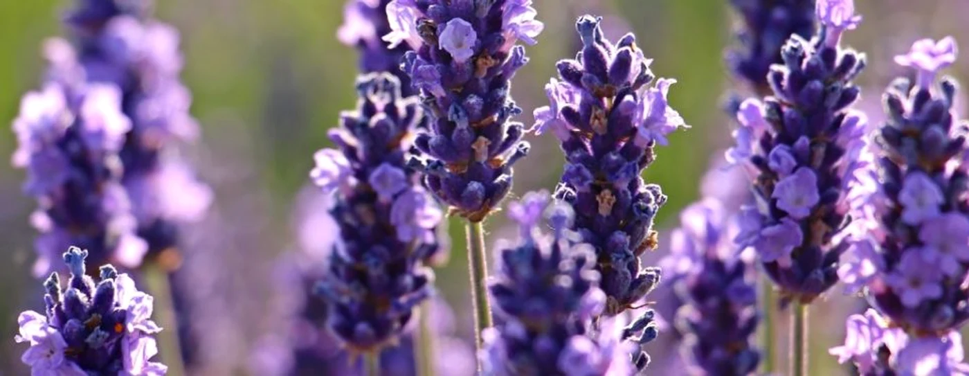 Lavanda Agroland