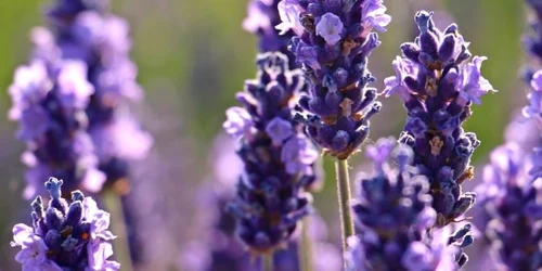 Lavanda Agroland