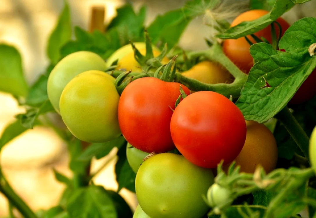 Roșiile crăpate, spaima agricultorilor. FOTO: Pixabay