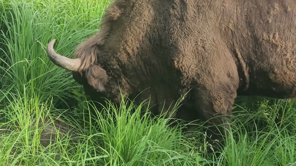 Cel mai mare animal terestru din Europa, filmat în timp ce mănâncă în liniște în Parcul Natural Vânători Neamț VIDEO