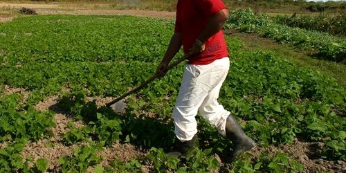 Agricultorii se confruntă cu probleme mari din cauza secetei