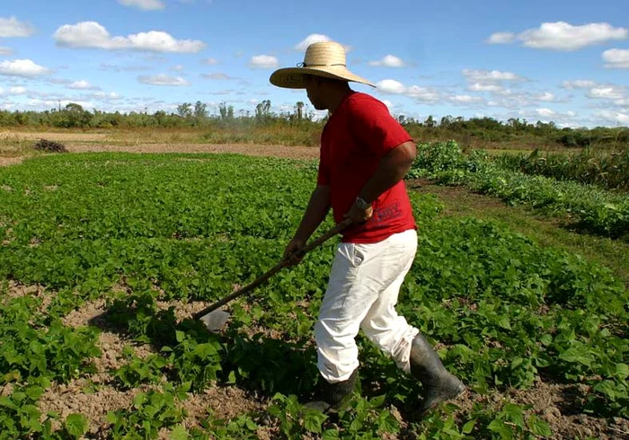 Agricultorii, încă dependenţi de starea vremii. FOTO: ADEVĂRUL