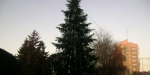 Bradul de Crăciun din Parcul Libertăţii