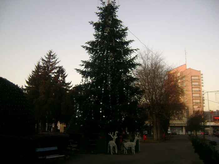 Bradul de Crăciun din Parcul Libertăţii