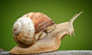 melc melci istock jpg