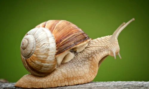 melc melci istock jpg