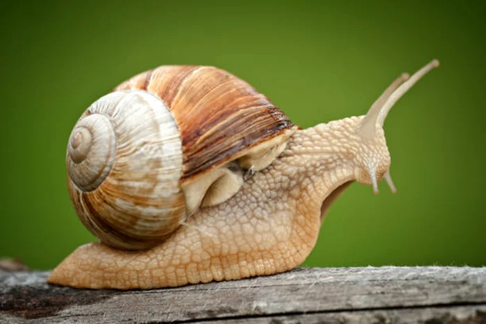 Berea poate ține melcii la distanță / foto: IStock