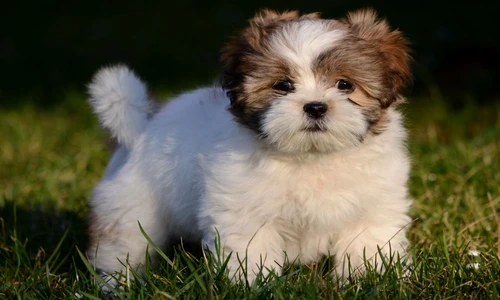 cei mai longevivi câini jpeg