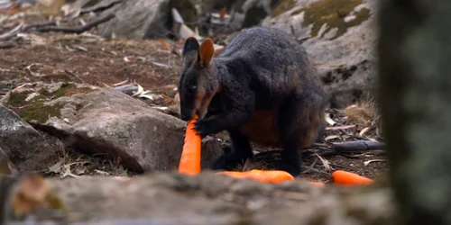 Wallaby Australia FOTO CNN