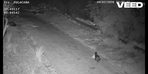 caine din italia arunca gunoiul pe marginea drumului in Sicilia FOTO: captură Video Facebook Comune di Catania