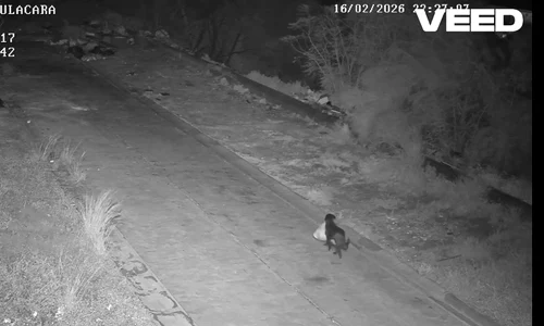 caine din italia arunca gunoiul pe marginea drumului in Sicilia FOTO: captură Video Facebook Comune di Catania