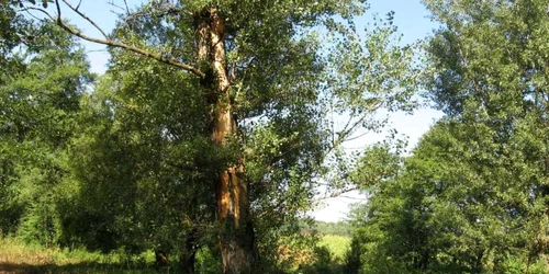 Copacul sub care a fost trasnit un barbat din Lacusteni, dar si cele doua bovine şi câinele sau