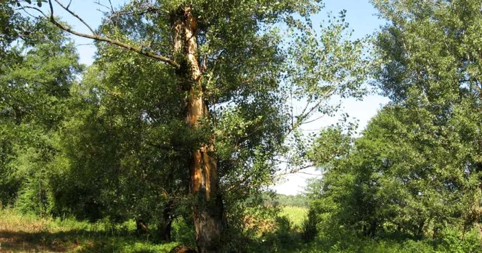 Copacul sub care a fost trasnit un barbat din Lacusteni, dar si cele doua bovine şi câinele sau