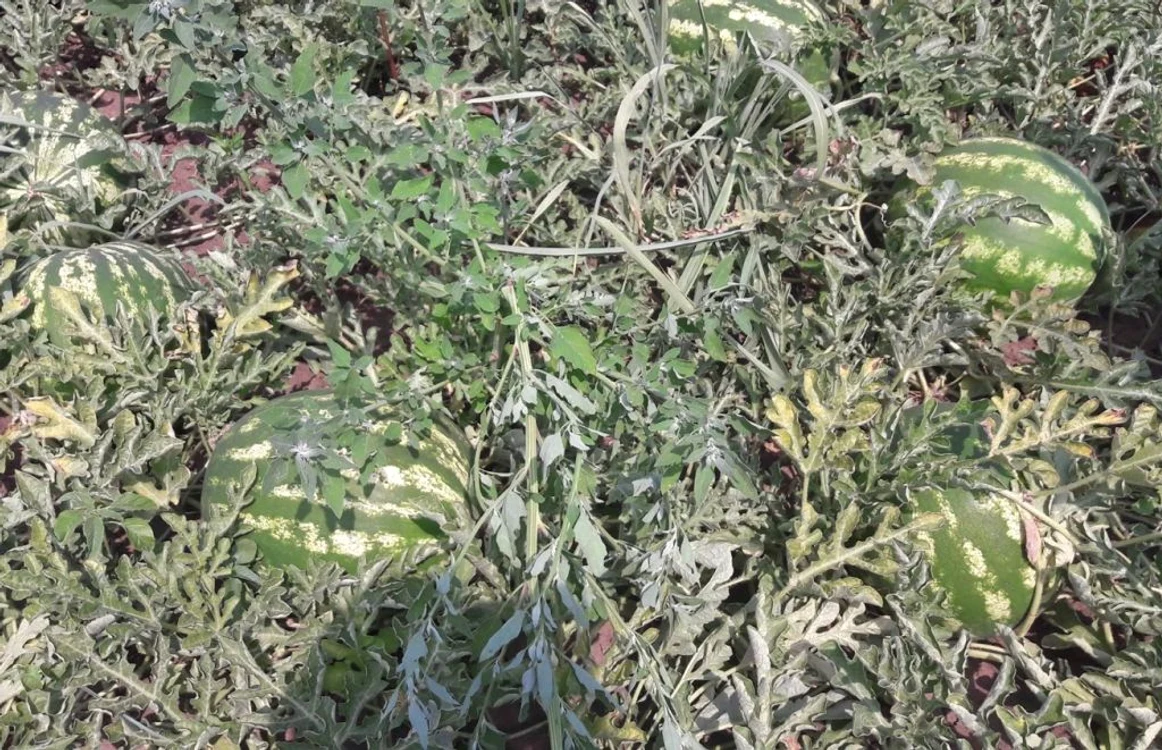 A început sezonul lubeniţei de Gottlob FOTO Ştefan Both 	