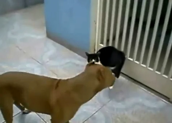 
    Star Wars varianta cu animale  