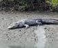 Crocodylus porosus   jpeg