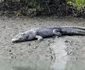 Crocodylus porosus   jpeg