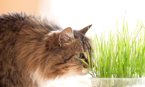 de ce mananca pisicile iarba jpg