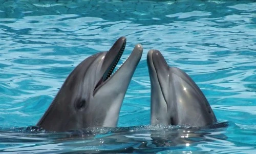 1 46203 original jpg jpeg