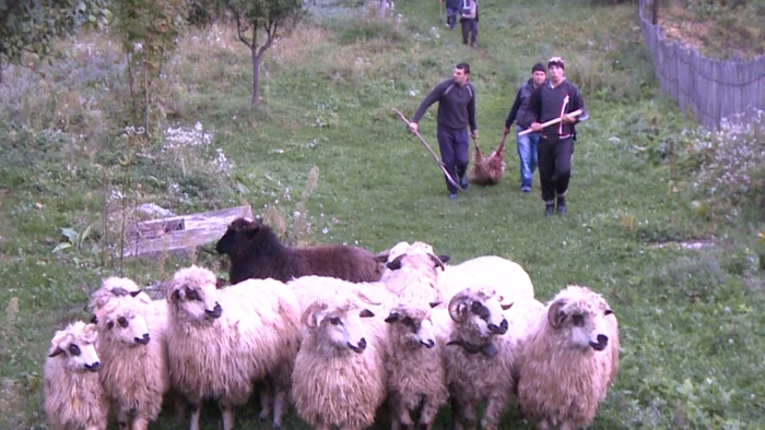 Trei bărbaţi din localitatea Vârfuri au fost atacaţi duminică de urs. FOTO Adevărul Târgovişte