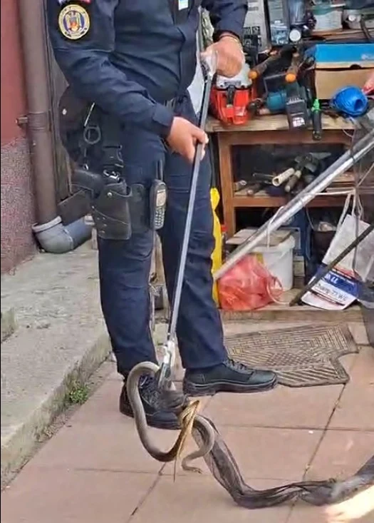 Un şarpe lung de 2 metri a fost găsit în casa unei femei din județul Galați. Speriată, propierara a sunat la 112