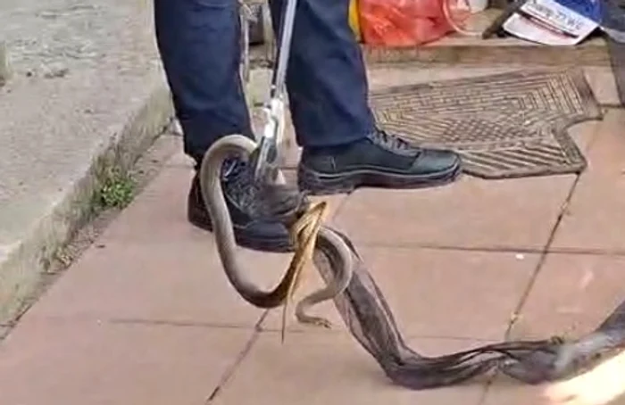 Șarpele a fost capturat Foto: Jandarmeria Galați