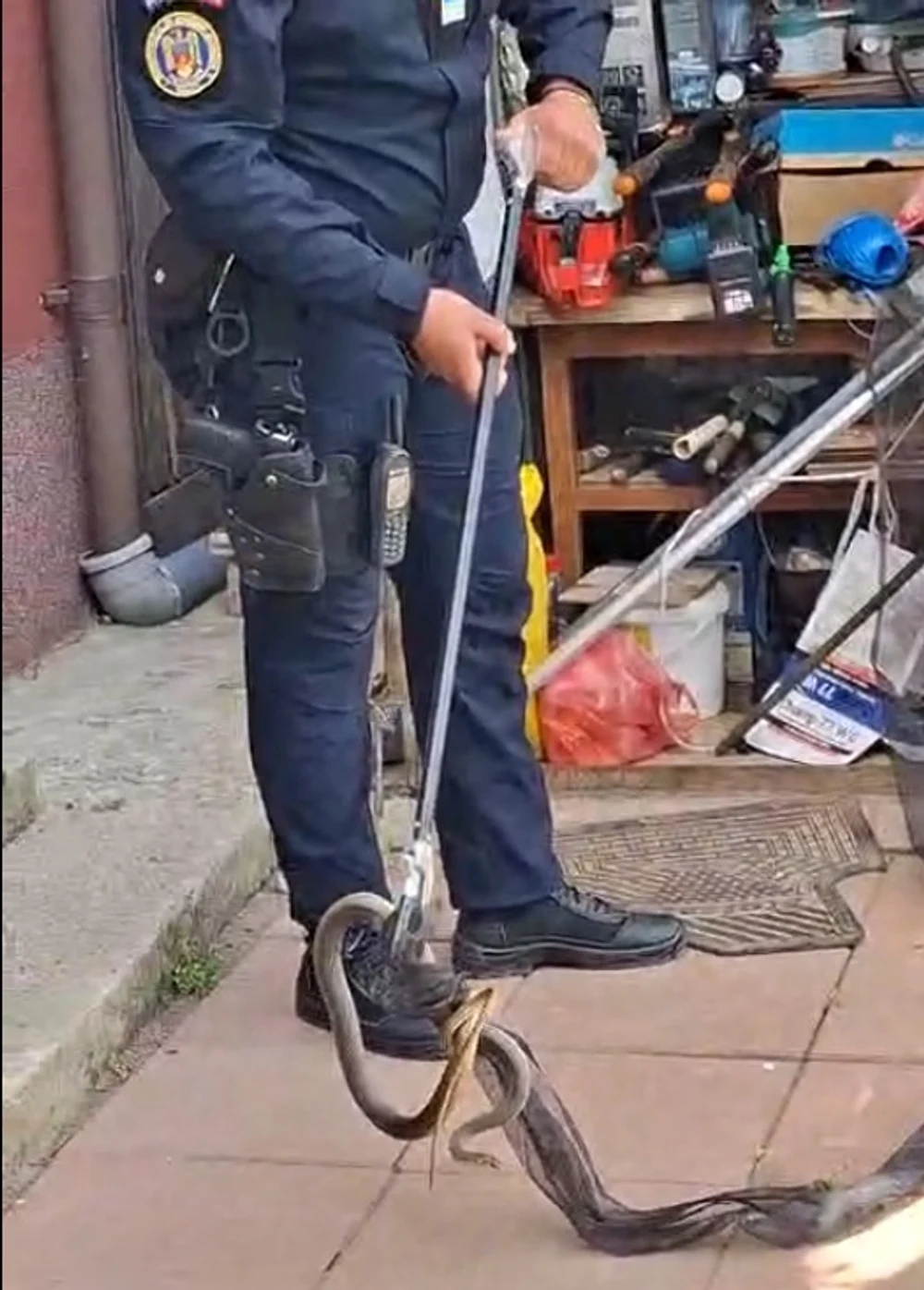 Un şarpe lung de 2 metri a fost găsit în casa unei femei din județul Galați. Speriată, propierara a sunat la 112