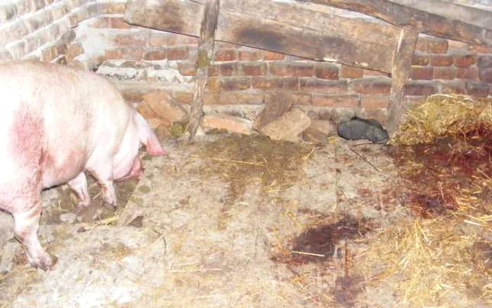 Târgu-Jiu: Imagini şocante/ Porcul ucigaş care şi-a mâncat stăpânul va fi tăiat