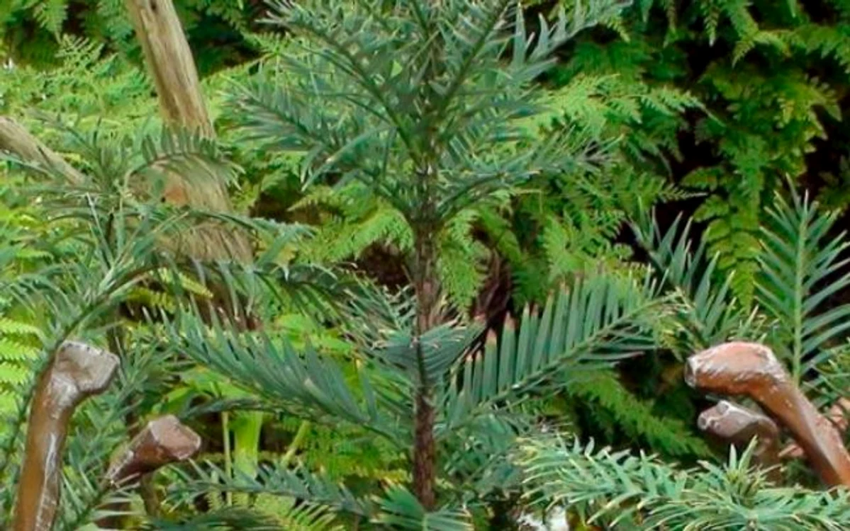 Pin Wollemi FOTO EPA-EFE