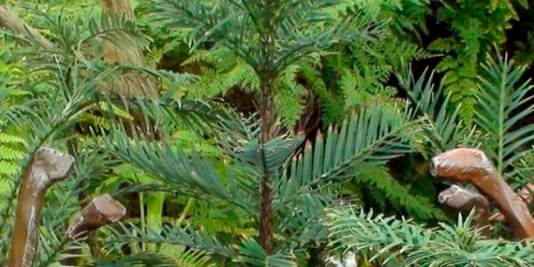 Pin Wollemi FOTO EPA-EFE
