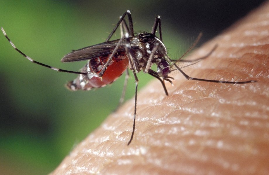 Un oraș oferă recompensă pentru prinderea țânțarilor, după ce doi elevi au murit din cauza febrei dengue 