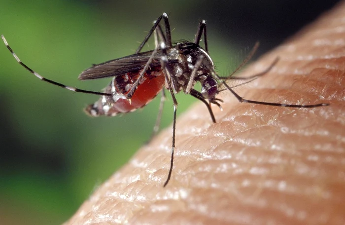Țânțarii sunt cei care transmis virusul West Nile FOTO: Pixabay