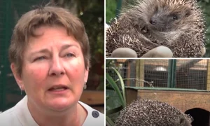 centru de salvare a aricilor foto captura video ap news png