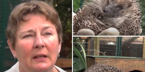 centru de salvare a aricilor foto captura video ap news png