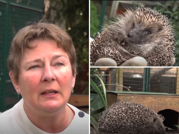 Sara Stahl, franțuzoaica care a creat un centru de salvare a aricilor/FOTO: AP News