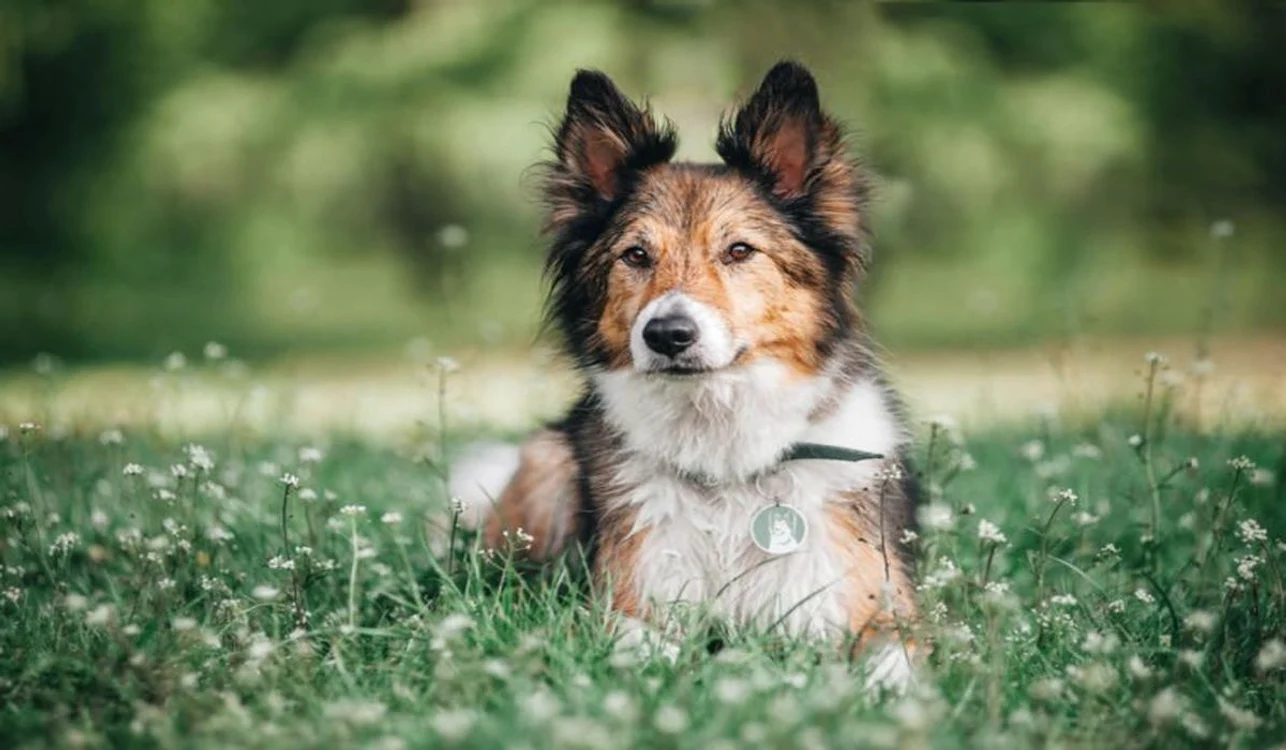 Câinii din rasa Border Collies sunt întotdeauna dornici să înveţe şi ştiu să le mulţumească stăpânilor, ceea ce le oferă prima poziţie în clasamentul celor mai inteligenţi câini jpeg