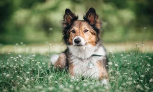 Câinii din rasa Border Collies sunt întotdeauna dornici să înveţe şi ştiu să le mulţumească stăpânilor, ceea ce le oferă prima poziţie în clasamentul celor mai inteligenţi câini jpeg