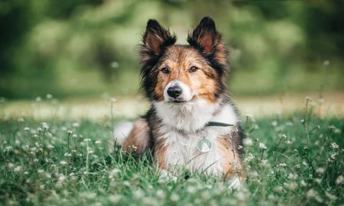 Câinii din rasa Border Collies sunt întotdeauna dornici să înveţe şi ştiu să le mulţumească stăpânilor, ceea ce le oferă prima poziţie în clasamentul celor mai inteligenţi câini  jpeg