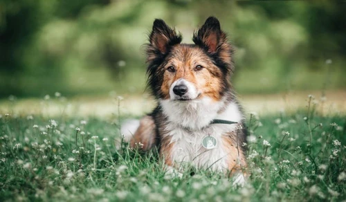 Câinii din rasa Border Collies sunt întotdeauna dornici să înveţe şi ştiu să le mulţumească stăpânilor, ceea ce le oferă prima poziţie în clasamentul celor mai inteligenţi câini  jpeg