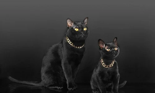 Salonul Internațional Felin SofistiCAT (1) jpeg